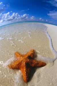 Waves Around Starfish