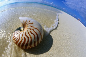 Seashell Resting on Shore